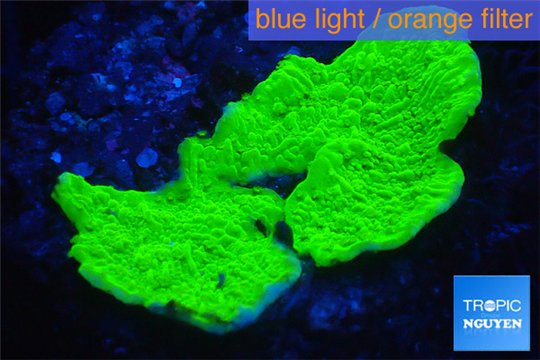 Montipora capricornis green 3-4 cm WYSIWYG acclimaté