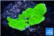 Montipora capricornis green 3-4 cm WYSIWYG acclimaté