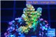 Acropora Walt Disney Indonesia 2-3 cm WYSIWYG acclimaté