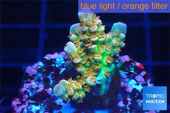 Acropora Walt Disney Indonesia 2-3 cm WYSIWYG acclimaté