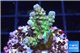Acropora Walt Disney Indonesia 2-3 cm WYSIWYG acclimaté