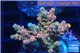 Acropora pink sunrise 3-4 cm WYSIWYG acclimaté