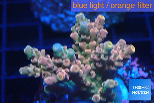 Acropora pink sunrise 3-4 cm WYSIWYG acclimaté