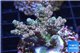 Acropora pink sunrise 3-4 cm WYSIWYG acclimaté