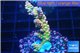 Acropora Walt Disney Indonesia 2-4 cm WYSIWYG acclimaté