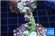 Acropora Walt Disney Indonesia 2-4 cm WYSIWYG acclimaté
