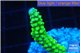 Acropora full neon green 2-4 cm WYSIWYG acclimaté