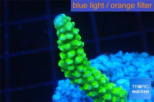 Acropora full neon green 2-4 cm WYSIWYG acclimaté