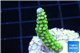 Acropora full neon green 2-4 cm WYSIWYG acclimaté