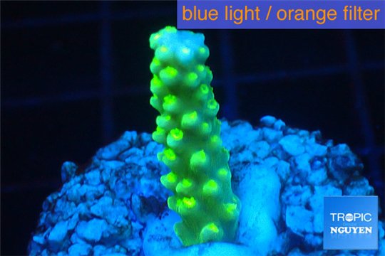 Acropora full neon green 2-3 cm WYSIWYG acclimaté