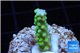 Acropora full neon green 2-3 cm WYSIWYG acclimaté