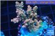 Acropora pink sunrise 3-5 cm WYSIWYG acclimaté