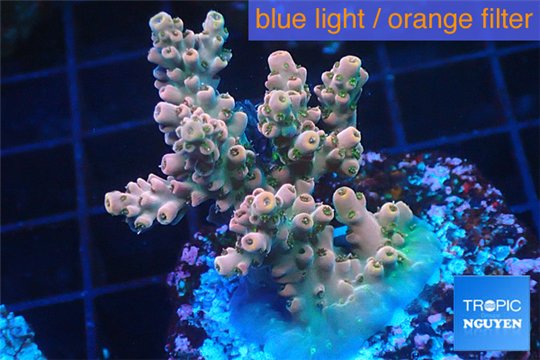 Acropora pink sunrise 3-5 cm WYSIWYG acclimaté