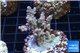 Acropora pink sunrise 3-5 cm WYSIWYG acclimaté