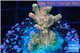 Acropora pink sunrise 2-4 cm WYSIWYG acclimaté