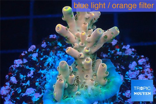 Acropora pink sunrise 2-4 cm WYSIWYG acclimaté