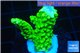Acropora full neon green 2-4 cm WYSIWYG acclimaté