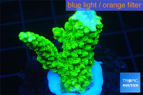 Acropora full neon green 2-4 cm WYSIWYG acclimaté