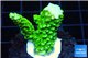 Acropora full neon green 2-4 cm WYSIWYG acclimaté