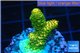 Acropora gold Indonesia 2-3 cm WYSIWYG acclimaté