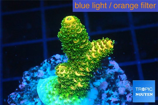 Acropora gold Indonesia 2-3 cm WYSIWYG acclimaté