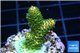 Acropora gold Indonesia 2-3 cm WYSIWYG acclimaté