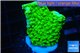 Acropora full neon green 2-3 cm WYSIWYG acclimaté