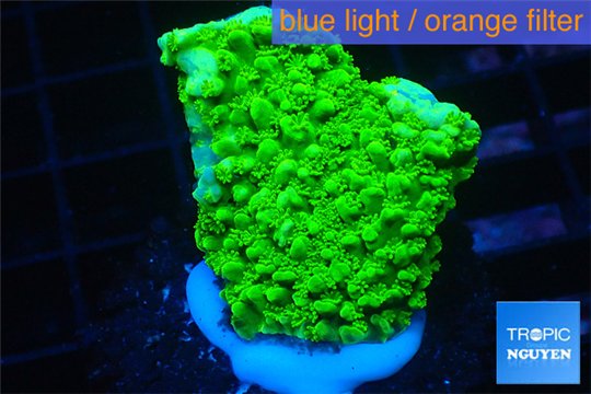 Acropora full neon green 2-3 cm WYSIWYG acclimaté