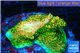 Acropora gold Indonesia base rock 4-6 cm WYSIWYG acclimaté