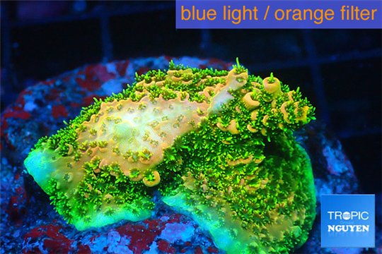 Acropora gold Indonesia base rock 4-6 cm WYSIWYG acclimaté