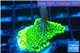 Montipora green & purple polyps 2-4 cm WYSIWYG acclimaté