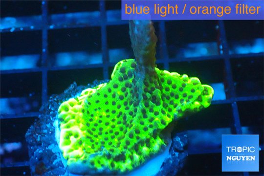 Montipora green & purple polyps 2-4 cm WYSIWYG acclimaté