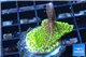 Montipora green & purple polyps 2-4 cm WYSIWYG acclimaté