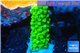 Acropora full neon green 2-3 cm WYSIWYG acclimaté