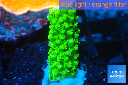 Acropora full neon green 2-3 cm WYSIWYG acclimaté