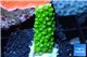 Acropora full neon green 2-3 cm WYSIWYG acclimaté
