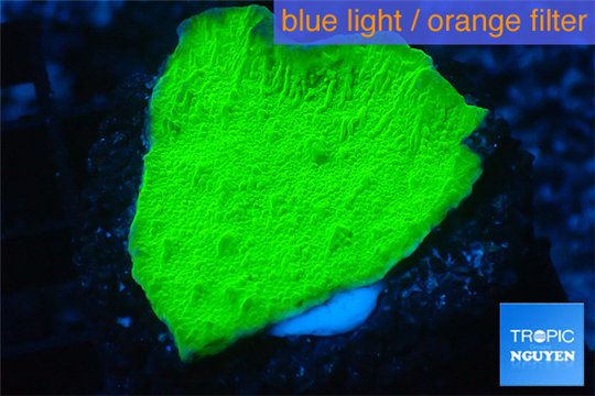 Montipora capricornis green 2-3 cm WYSIWYG acclimaté