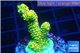 Acropora gold Indonesia 3-4 cm WYSIWYG acclimaté