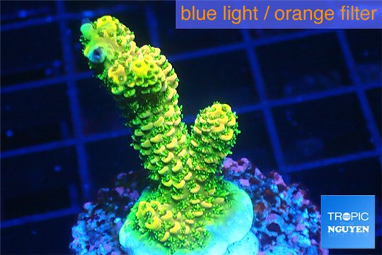 Acropora gold Indonesia 3-4 cm WYSIWYG acclimaté