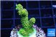 Acropora gold Indonesia 3-4 cm WYSIWYG acclimaté