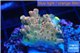 Acropora pink sunrise 2-3 cm WYSIWYG acclimaté