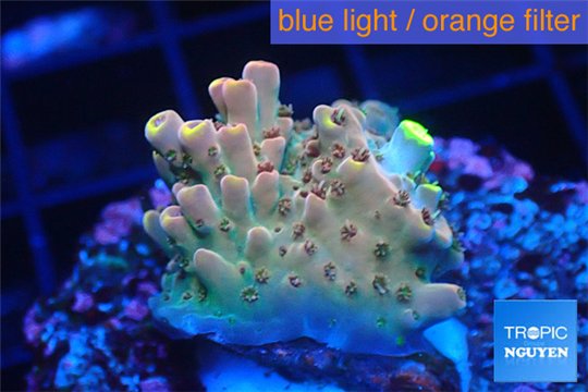 Acropora pink sunrise 2-3 cm WYSIWYG acclimaté
