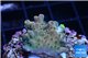 Acropora pink sunrise 2-3 cm WYSIWYG acclimaté