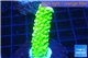 Acropora full neon green 3-4 cm WYSIWYG acclimaté