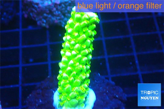 Acropora full neon green 3-4 cm WYSIWYG acclimaté