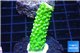 Acropora full neon green 3-4 cm WYSIWYG acclimaté