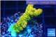 Acropora gold Indonesia 3-4 cm WYSIWYG acclimaté