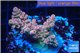 Acropora pink sunrise 3-4 cm WYSIWYG acclimaté