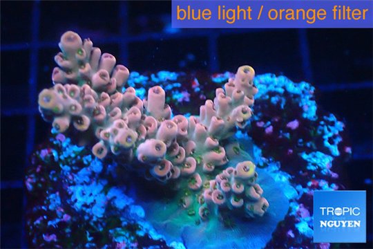 Acropora pink sunrise 3-4 cm WYSIWYG acclimaté