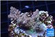 Acropora pink sunrise 3-4 cm WYSIWYG acclimaté